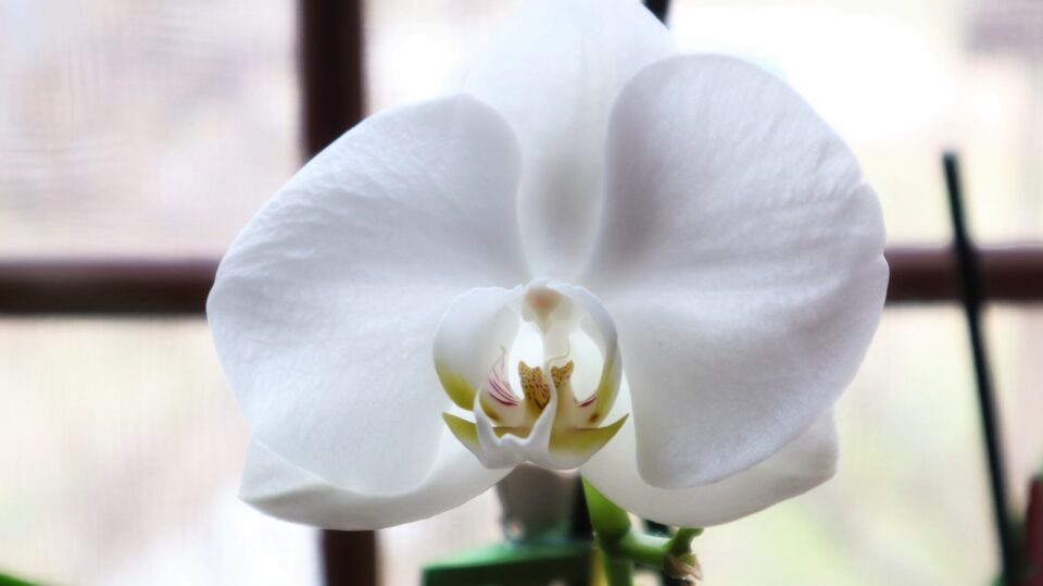 orhidee, white, pure, flower, beautiful flowers, macro, orhidee, orhidee, flower background, orhidee, nature, flower wallpaper, orhidee, orhidee
