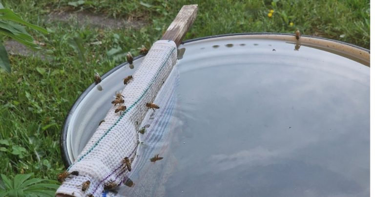 Mesilased (1200 × 630 px). Pildistas Katrin Jõgisaar