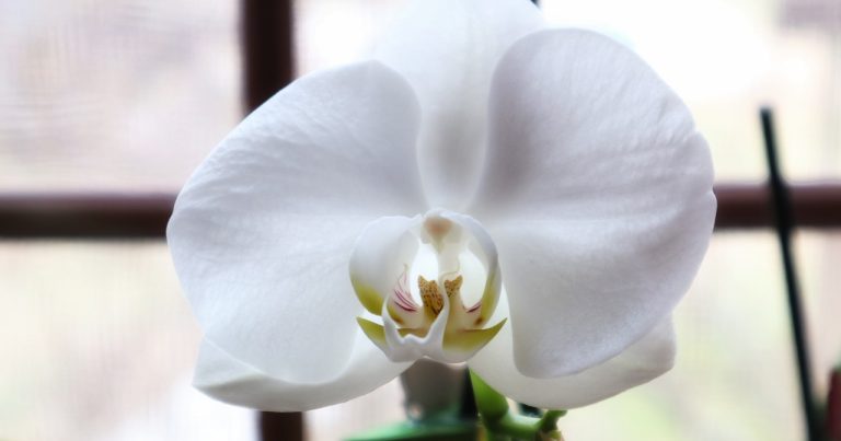 orhidee, white, pure, flower, beautiful flowers, macro, orhidee, orhidee, flower background, orhidee, nature, flower wallpaper, orhidee, orhidee